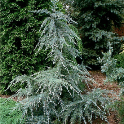 Himalajski kedar - Cedrus deodara