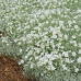 CERASTIUM TOMENTOSUM