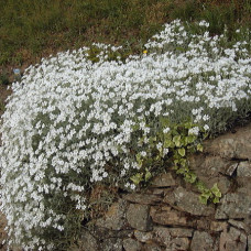 CERASTIUM TOMENTOSUM