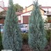  Chamaecyparis lawsoniana 'Columnaris' 