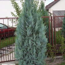  Chamaecyparis lawsoniana 'Columnaris' 