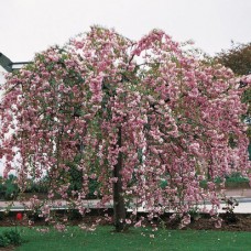 Prunus triloba "Kiku Shidare"