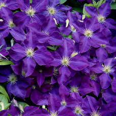 Clematis "Jackmani"