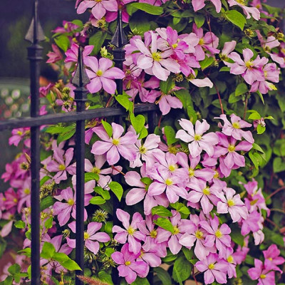 Clematis  "Comtesse de Bouchard"