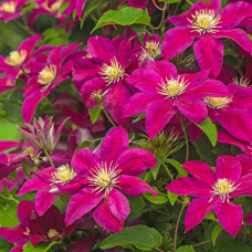 Clematis "Ernest Markham"