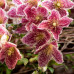 Clematis cirrhosa "Freckles"