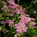 Clematis  "Comtesse de Bouchard"