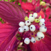 CORNUS ALBA SIBIRIKA