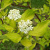 CORNUS ALBA SIBIRIKA