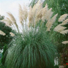  Cortaderia selloana - White