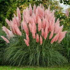 Cortaderia selloana  "Pink Feather"