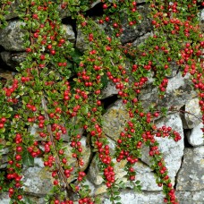 Cotoneaster microphyllus