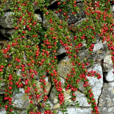 Cotoneaster microphyllus