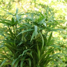 Cyperus diffusus - mini