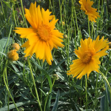 Coreopsis grandiflora