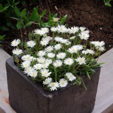 Delosperma "White Pearl"