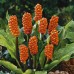 Arum italicumm