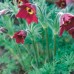 Pulsatilla vulgaris Rubra