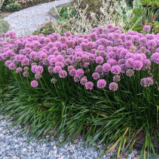 Allium MIllenium Allium MIllenium