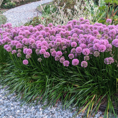 Allium milenium