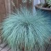 Festuca glauca