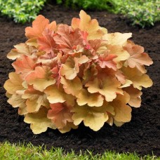 Heuchera "Caramel"