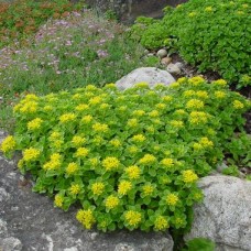 Sedum kamtschaticum 'Golden Carpet"