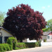 ACER PLAT. CRIMSON KING (JAVOR CRVENIH LISTOVA)