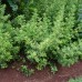 Artemisia vulgaris variegated