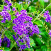 Duranta erecta