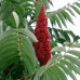 RHUS TYPHINA RHUS TYPHINA
