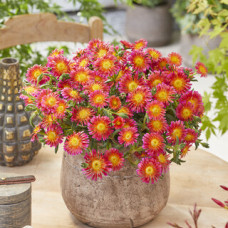 Delosperma "Ocean Sunset" Orange Red