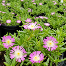 Delosperma "Violet Wonder" Delosperma "Violet Wonder"