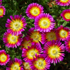 Delosperma "Hot Pink Wonder"