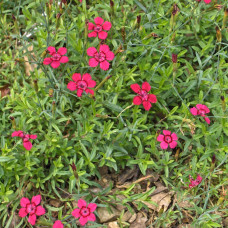 Dianthus Deltoides Brilliant