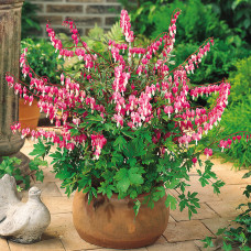 Dicentra spectabilis