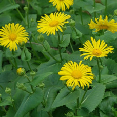 Doronicum orijentale