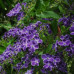 Duranta erecta
