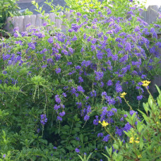 Duranta erecta