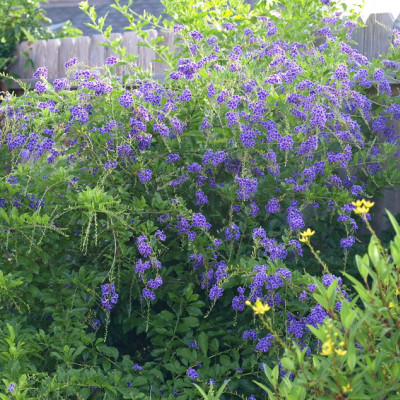 Duranta erecta