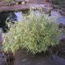 Pleioblastus variegatus . sareni mini bambus