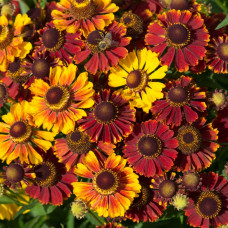 Helenium bicolor