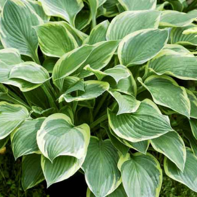 Hosta fortunei " Aureomarginata"