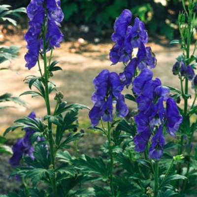 Aconitum