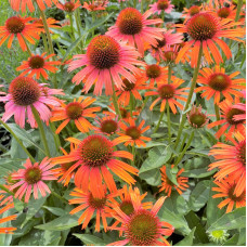 Echinacea "Orange Skipper"