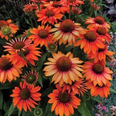 Echinacea "Ginger"