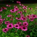 ECHINACEA PURPUREA