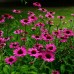 ECHINACEA PURPUREA