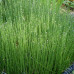Equisetum scirpoides