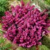 Erica carnea